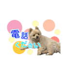 ぽてこわんこ（個別スタンプ：36）