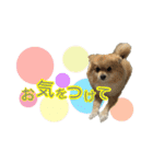 ぽてこわんこ（個別スタンプ：40）