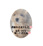 minchopilan 1（個別スタンプ：13）