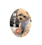 minchopilan 1（個別スタンプ：14）