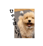 minchopilan 1（個別スタンプ：33）