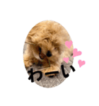 minchopilan 1（個別スタンプ：35）