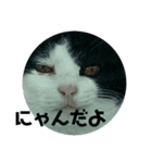 選抜スタンプメンバー（個別スタンプ：34）