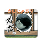選抜スタンプメンバー（個別スタンプ：35）