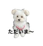 西田（けけまる）モネ（個別スタンプ：13）