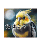 普段使いのオカメインコ（個別スタンプ：1）