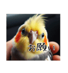 普段使いのオカメインコ（個別スタンプ：4）