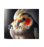 普段使いのオカメインコ（個別スタンプ：5）