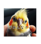 普段使いのオカメインコ（個別スタンプ：6）