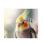 普段使いのオカメインコ（個別スタンプ：16）