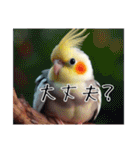 普段使いのオカメインコ（個別スタンプ：19）