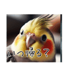 普段使いのオカメインコ（個別スタンプ：20）