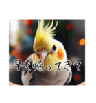 普段使いのオカメインコ（個別スタンプ：21）