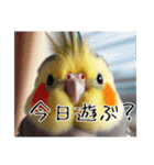 普段使いのオカメインコ（個別スタンプ：22）