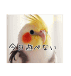 普段使いのオカメインコ（個別スタンプ：23）