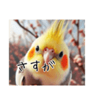 普段使いのオカメインコ（個別スタンプ：24）