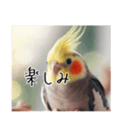 普段使いのオカメインコ（個別スタンプ：26）