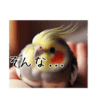 普段使いのオカメインコ（個別スタンプ：27）