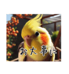 普段使いのオカメインコ（個別スタンプ：32）