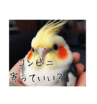 普段使いのオカメインコ（個別スタンプ：33）