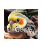 普段使いのオカメインコ（個別スタンプ：38）