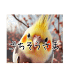 普段使いのオカメインコ（個別スタンプ：40）