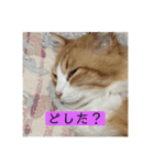 ぶっさん君3（個別スタンプ：7）