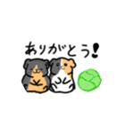 モルモットの可愛い絵（個別スタンプ：1）