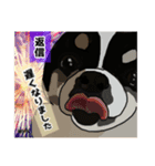 ペロちゃんず3（個別スタンプ：1）