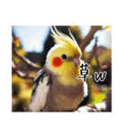 現代的なオカメインコ（個別スタンプ：4）