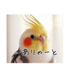 現代的なオカメインコ（個別スタンプ：7）