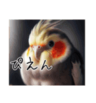 現代的なオカメインコ（個別スタンプ：9）