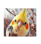 現代的なオカメインコ（個別スタンプ：12）