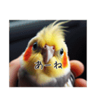 現代的なオカメインコ（個別スタンプ：13）