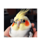 現代的なオカメインコ（個別スタンプ：15）