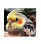 現代的なオカメインコ（個別スタンプ：16）