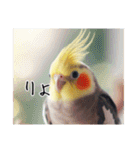 現代的なオカメインコ（個別スタンプ：19）