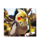 現代的なオカメインコ（個別スタンプ：20）