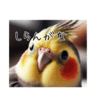 現代的なオカメインコ（個別スタンプ：22）