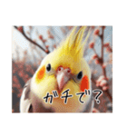 現代的なオカメインコ（個別スタンプ：23）