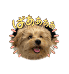 マルプーの杏子ちゃんスタンプでらっくす（個別スタンプ：1）