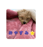 マルプーの杏子ちゃんスタンプでらっくす（個別スタンプ：3）