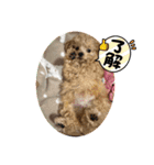 マルプーの杏子ちゃんスタンプでらっくす（個別スタンプ：4）