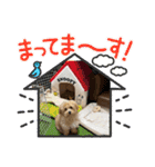 マルプーの杏子ちゃんスタンプでらっくす（個別スタンプ：17）