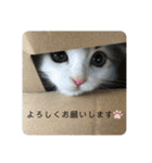 キキちゃんスタンプ3（個別スタンプ：4）