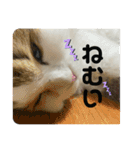 キキちゃんスタンプ3（個別スタンプ：6）