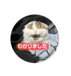 キキちゃんスタンプ3（個別スタンプ：7）