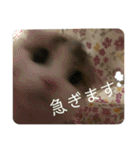 キキちゃんスタンプ3（個別スタンプ：12）