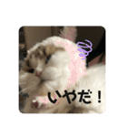 キキちゃんスタンプ3（個別スタンプ：14）