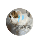 キキちゃんスタンプ3（個別スタンプ：18）